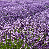 Champs de lavandes